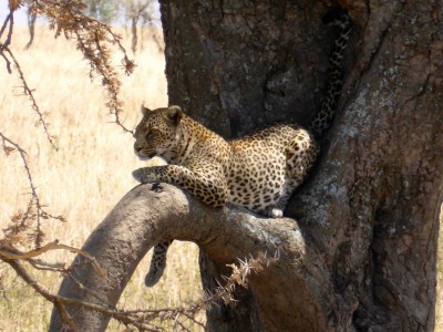 A leopard in a tree