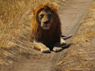 A lion 