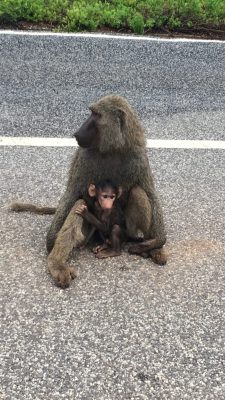 Baboons 