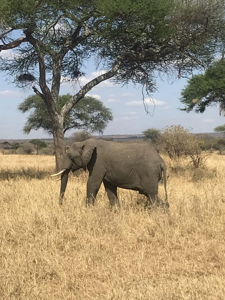 Tanzanian elephant