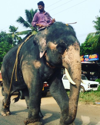 Commuting to her medical placement by elephant